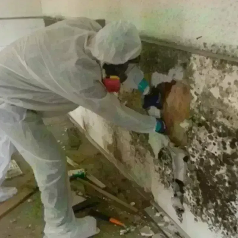 Mold Remediation and Removal in Terrace Park, OH